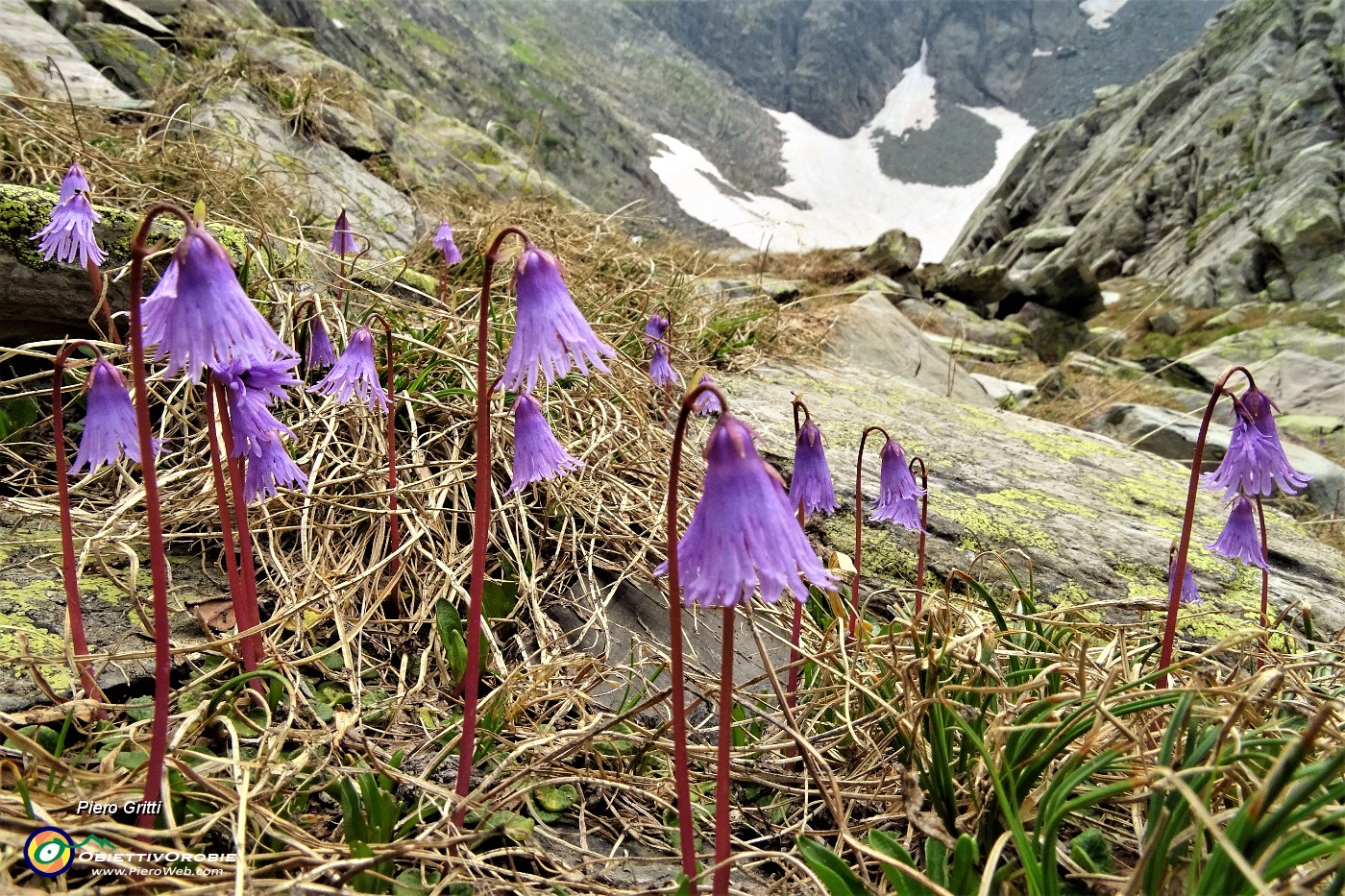 56 Soldanelle alpine, segno di neve in disgelo.JPG